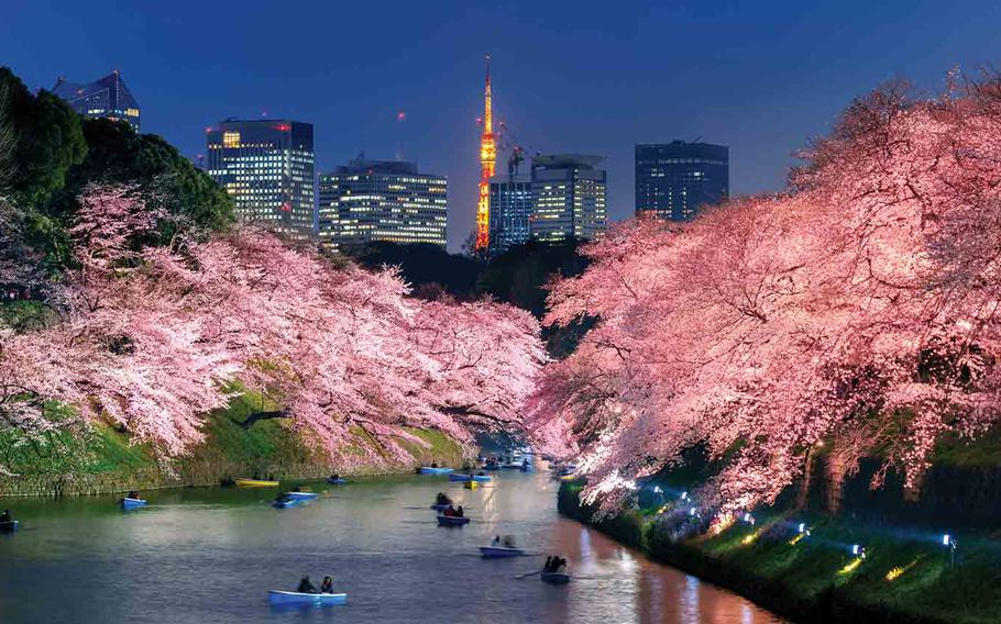 Yozakura - cherry blossom at night