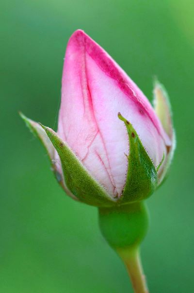 Calyx - Greek for flower bud